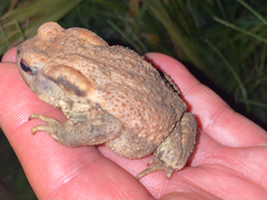 Bufo spinosus