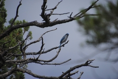 Aphelocoma woodhouseii