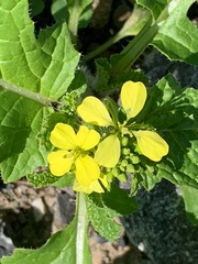 Rhamphospermum arvense