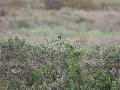 Nectarinia famosa famosa