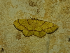 Periclina