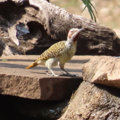 Campethera bennettii