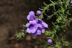 Prostanthera decussata
