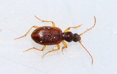 Oxypselaphus obscurus