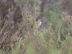 Prinia maculosa maculosa