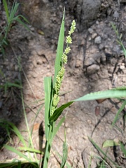 Echinochloa colona