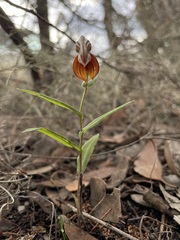 Pterostylis arbuscula