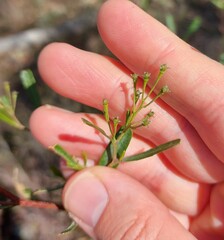 Dodonaea viscosa
