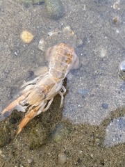 Upogebia affinis
