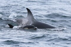 Orcinus orca
