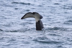 Orcinus orca