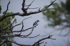 Aphelocoma woodhouseii