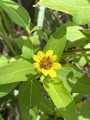 Wedelia calycina