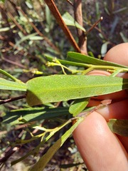 Dodonaea viscosa