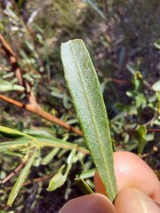 Dodonaea viscosa