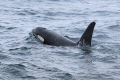 Orcinus orca