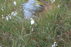 Eriophorum angustifolium