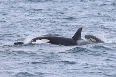 Orcinus orca
