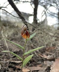 Pterostylis arbuscula