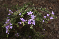 Prostanthera decussata