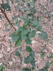Alchornea ilicifolia