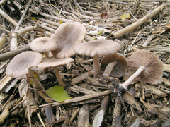 Coprinopsis melanthina