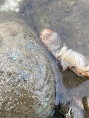 Upogebia affinis