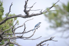 Aphelocoma woodhouseii