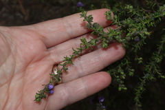 Prostanthera decussata