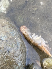 Upogebia affinis