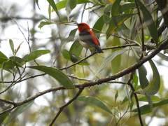 Myzomela sanguinolenta