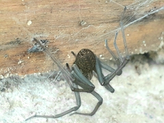 Eratigena atrica