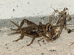 Eumodicogryllus bordigalensis