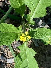 Rhamphospermum arvense