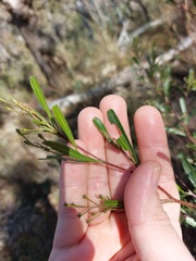 Dodonaea viscosa