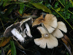 Coprinopsis melanthina