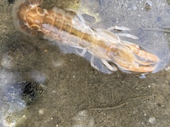 Upogebia affinis