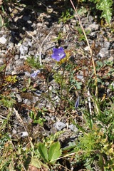 Campanula