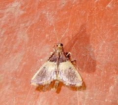 Endotricha mesenterialis