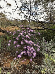 Olearia magniflora