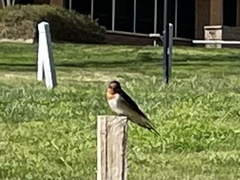 Hirundo neoxena