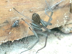 Eratigena atrica