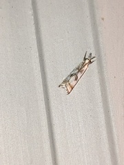 Microcrambus elegans