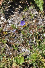 Campanula