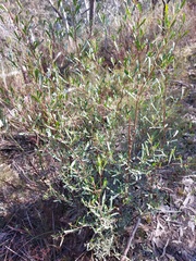 Dodonaea viscosa