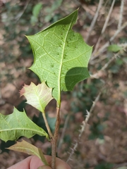 Alchornea ilicifolia