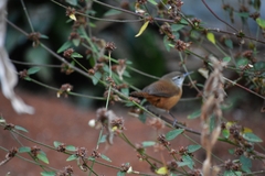 Cantorchilus leucotis