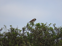 Passer melanurus melanurus