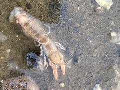 Upogebia affinis