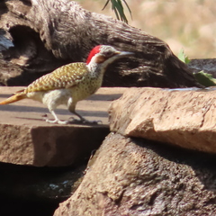 Campethera bennettii